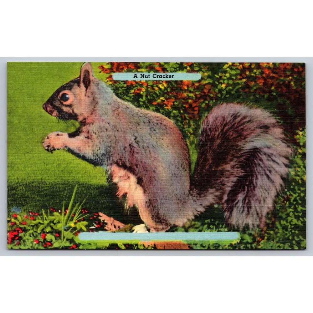 Vintage Postcard A Nut Cracker Gray Squirrel Asheville Post Card Co Unposted